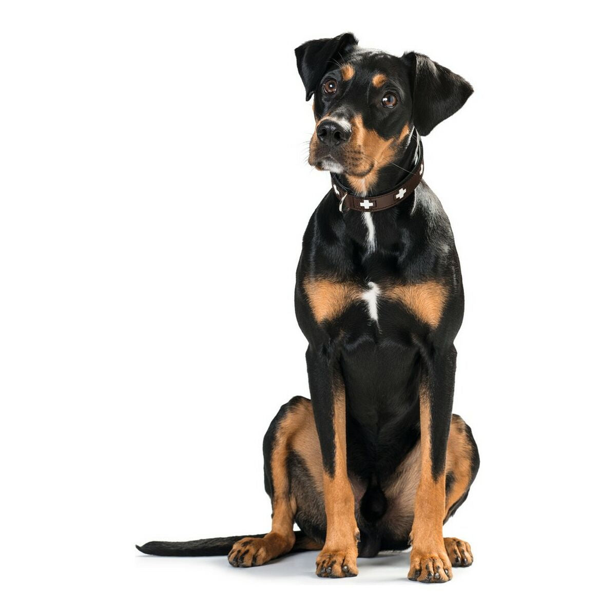 Dog collar Hunter Swiss 38-43.5 cm-3