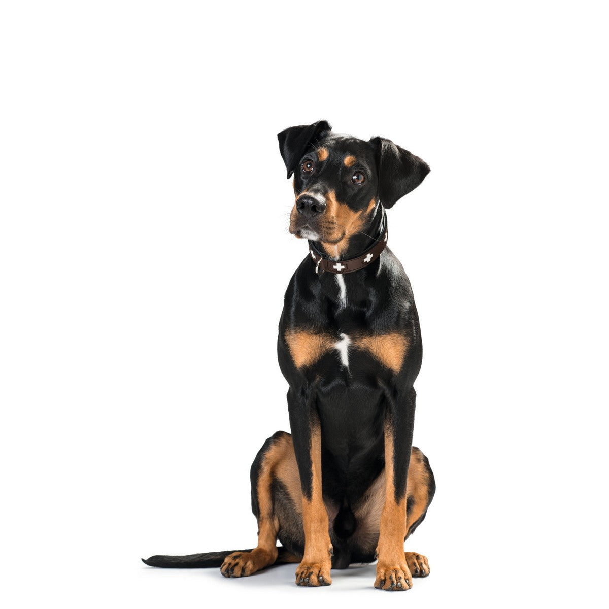 Dog collar Hunter Swiss 35-43 cm-3