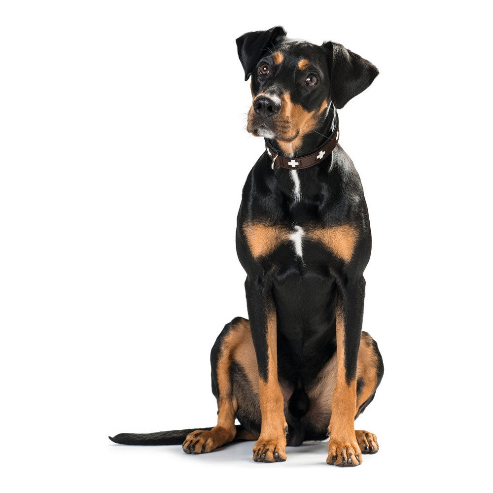 Dog collar Hunter Swiss 47-54 cm-3