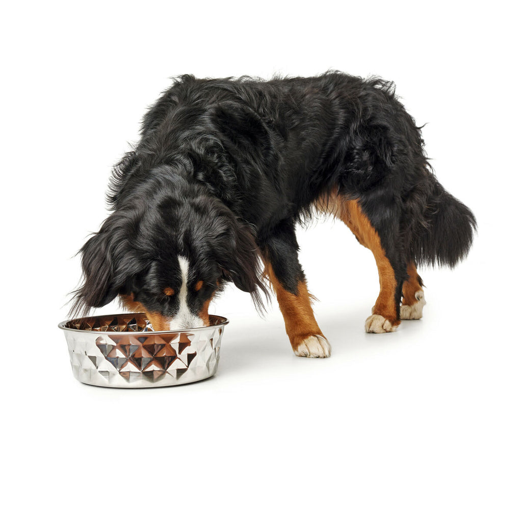 Dog Feeder Hunter Silicone Stainless steel 2,6 L-6