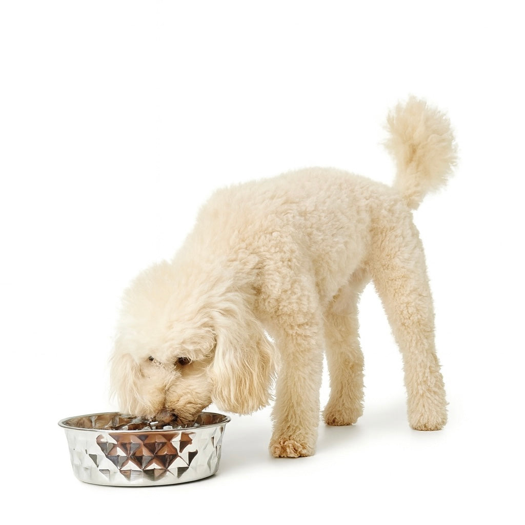 Premium Hundenapf aus Edelstahl – rutschfest & spülmaschinenfest