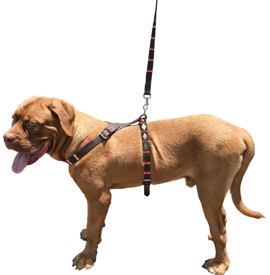 COMODORO - Polo Dog Harness & Lead Set-0