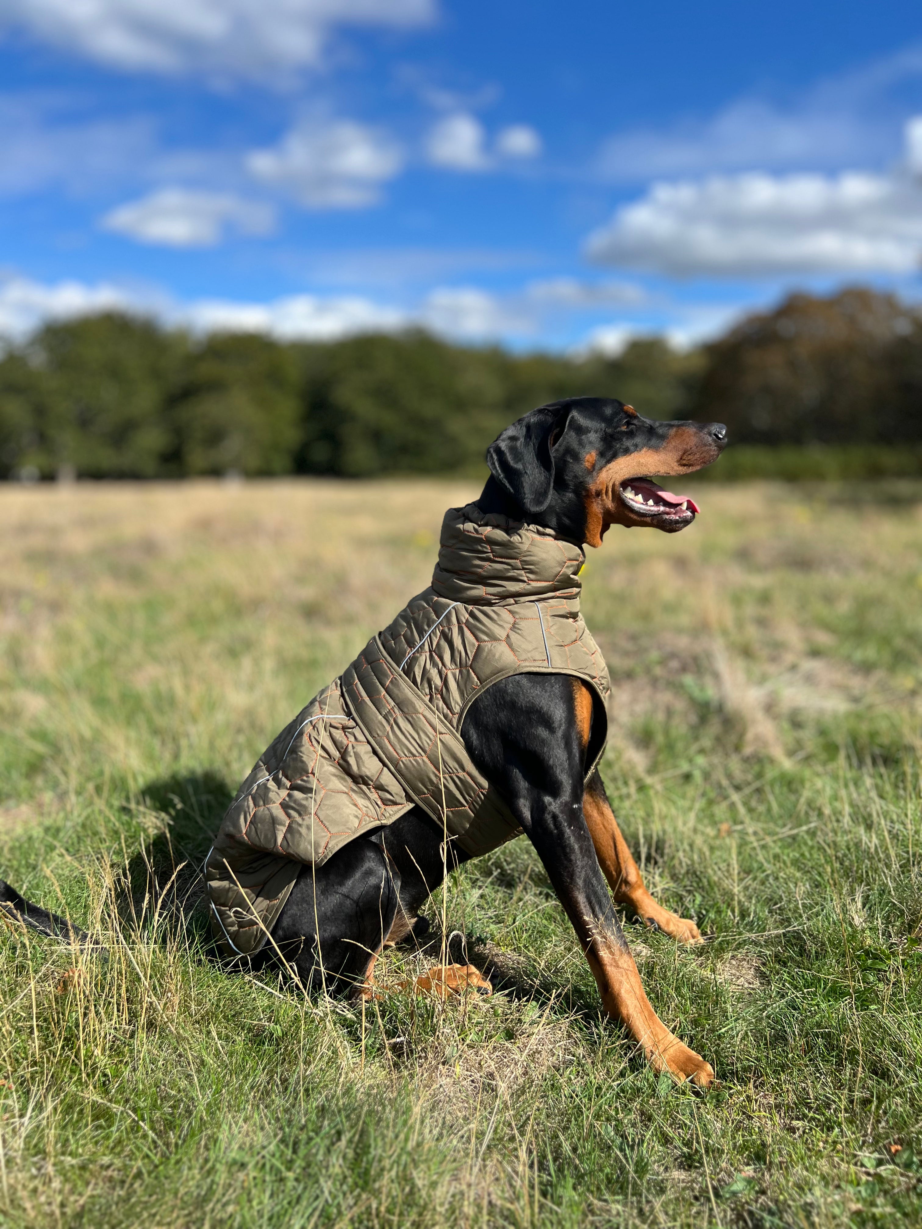 Doberman traegt gesteppte Hundejacke von Snout Society auf einer herbstlichen Wiese